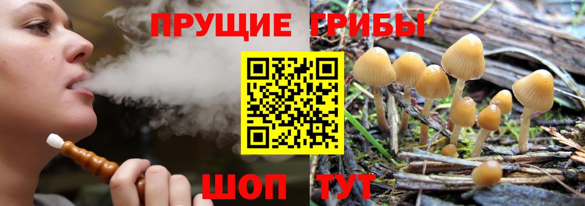 Жуковский  Псилоцибиновые грибы мицелий  Вход с VPN  Псилоцибиновые грибы мицелий 